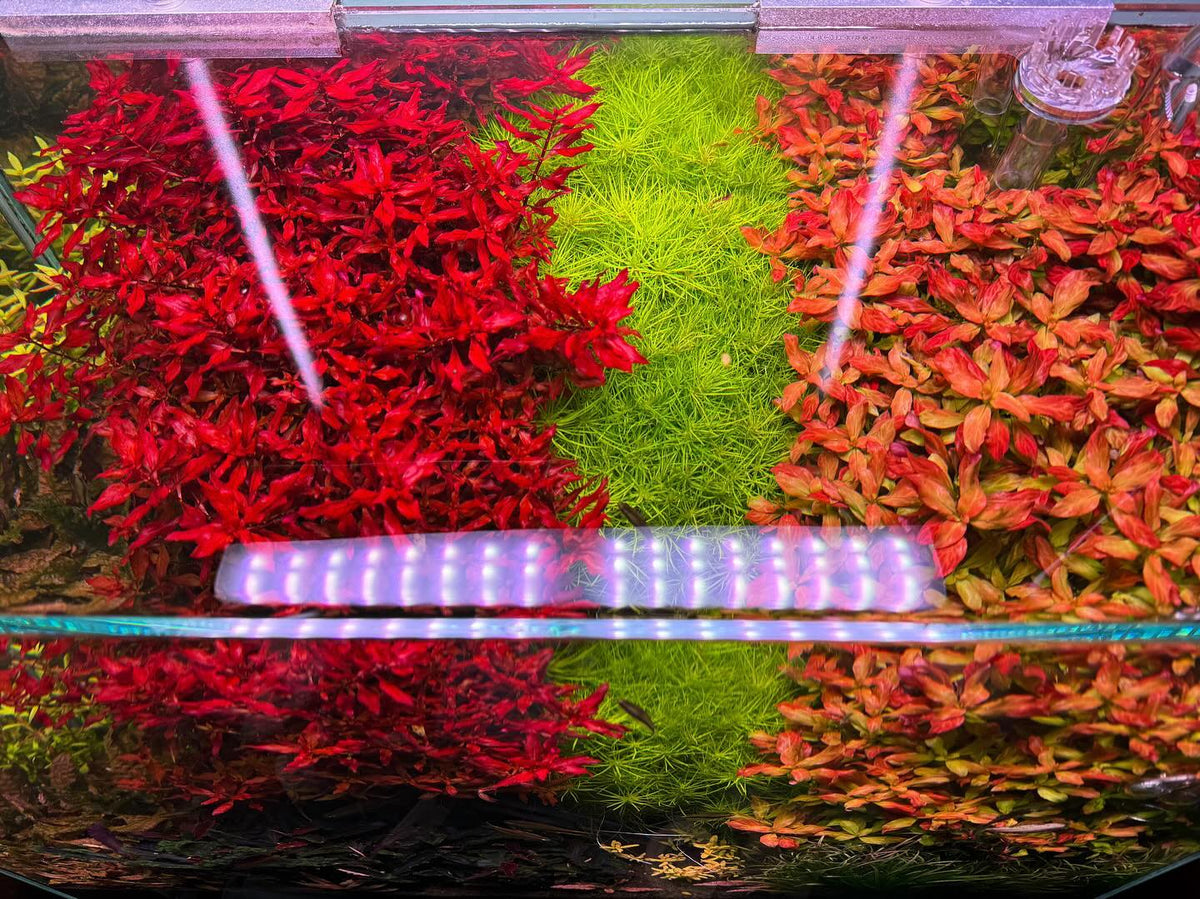@kalemsfishtanks tarafından Instagram gönderisi