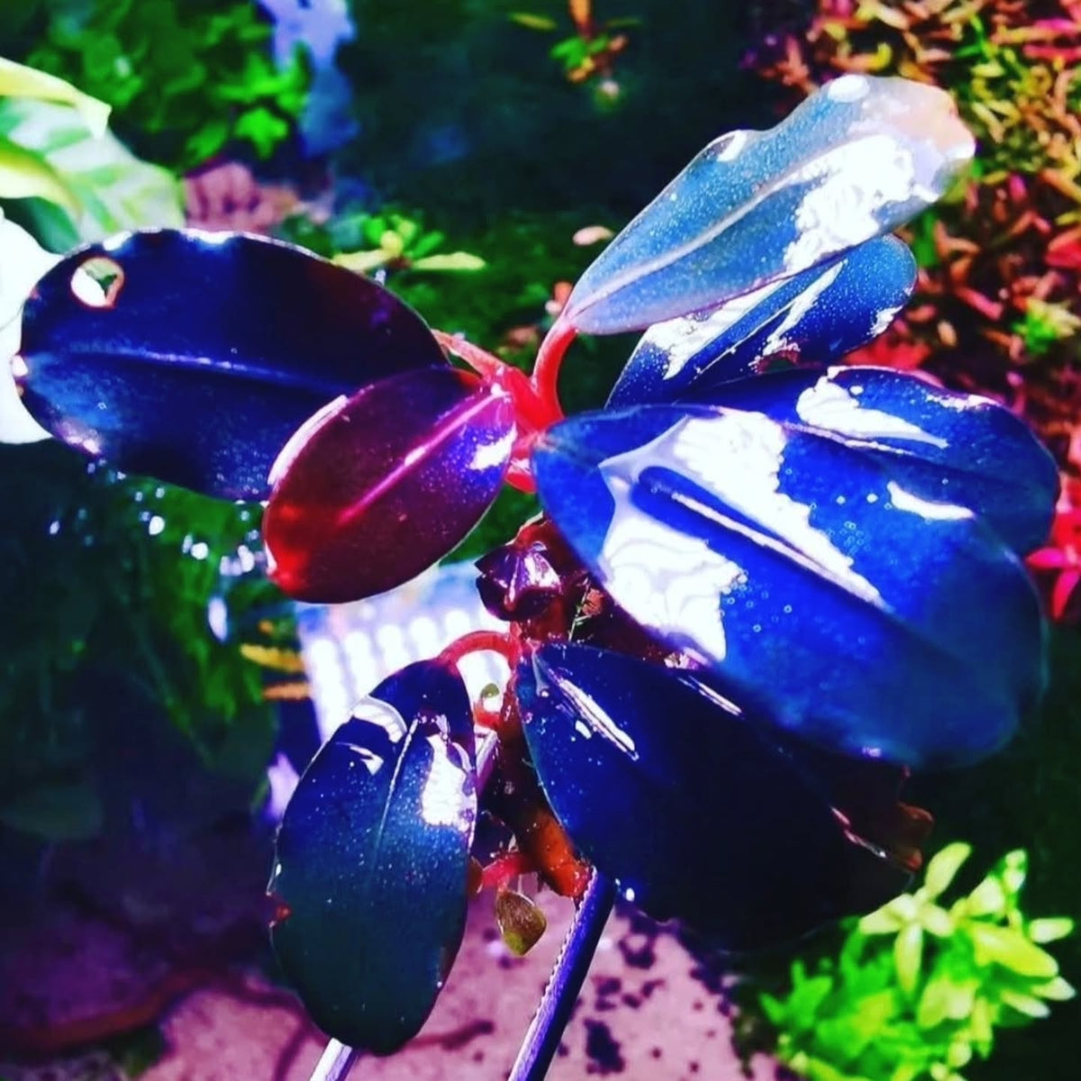@aquascapebarendrecht tarafından Instagram gönderisi