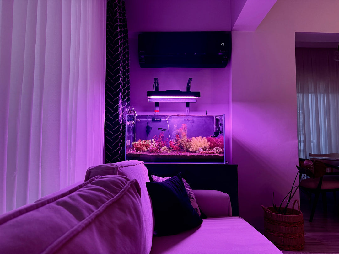 @planted.aquarium.studio tarafından Instagram gönderisi
