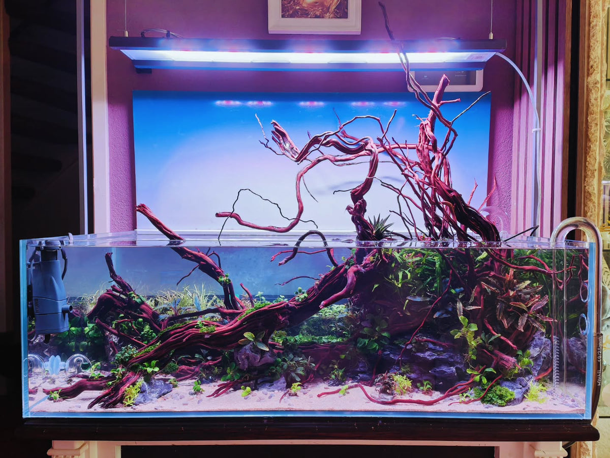 @aquascapebarendrecht tarafından Instagram gönderisi