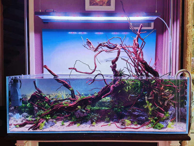 @aquascapebarendrecht tarafından Instagram gönderisi
