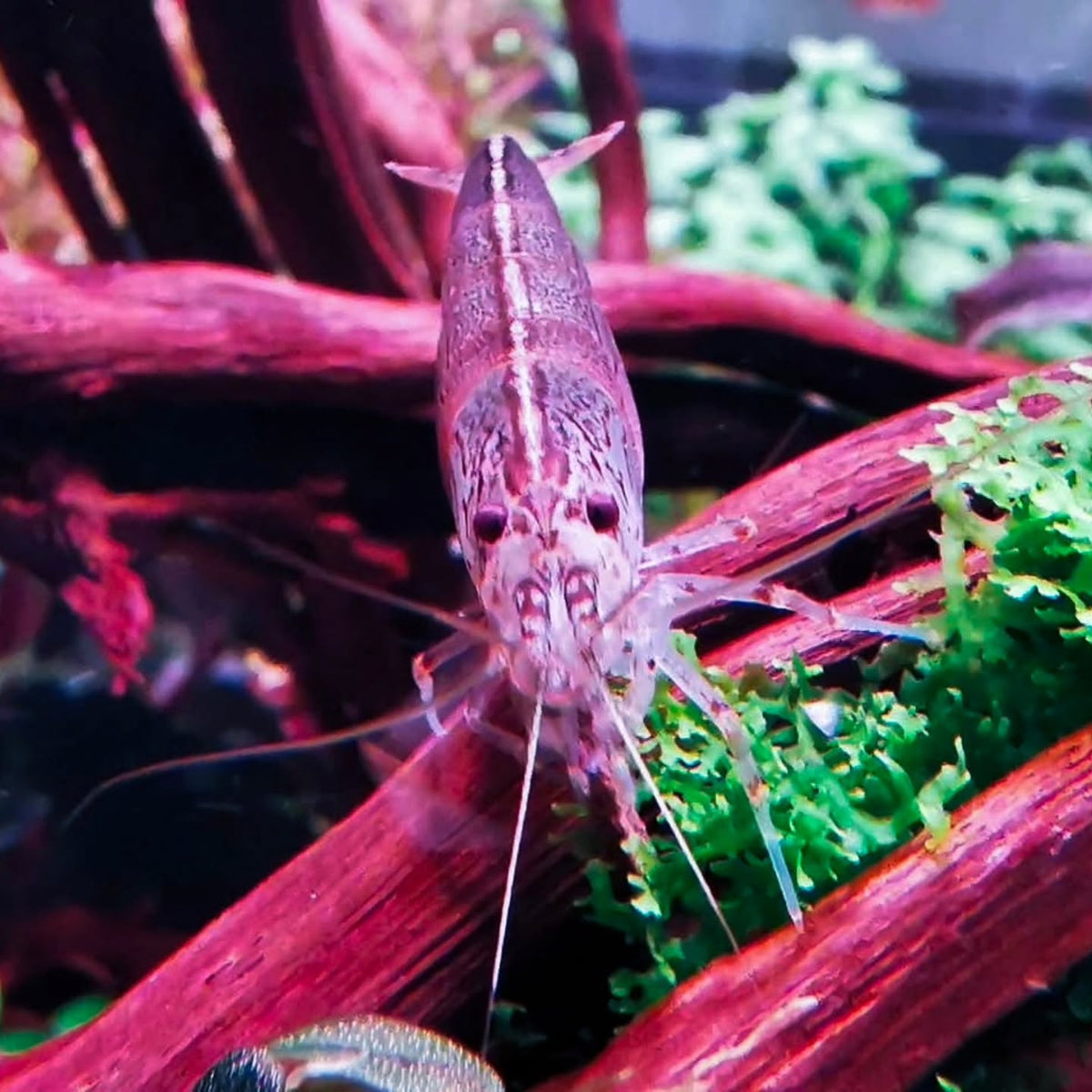 @aquascapebarendrecht tarafından Instagram gönderisi
