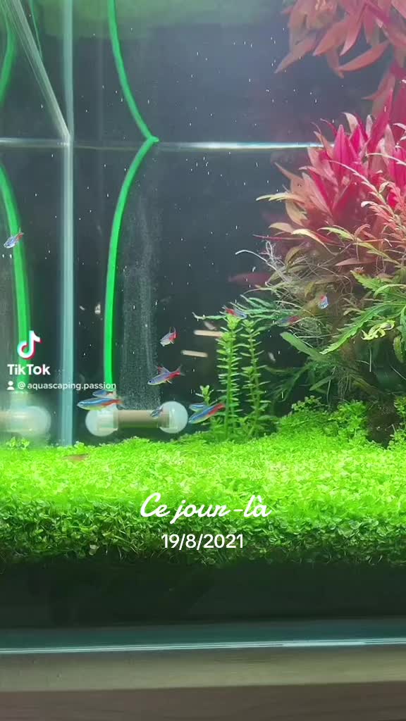 @aquascaping.passion tarafından TikTok videosu