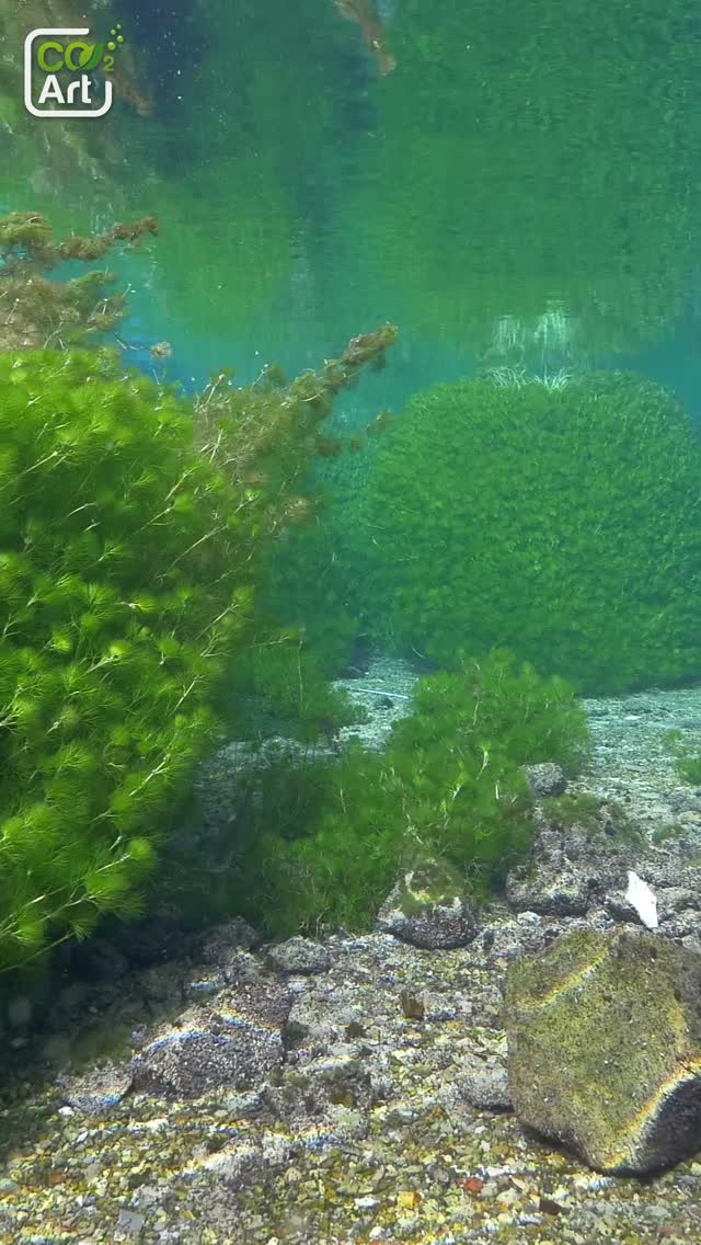 @co2art tarafından Instagram gönderisi