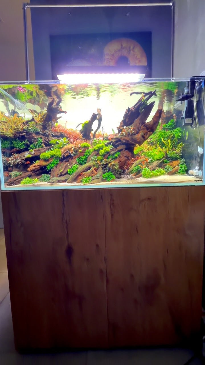 @aquascaping.passion tarafından Instagram gönderisi