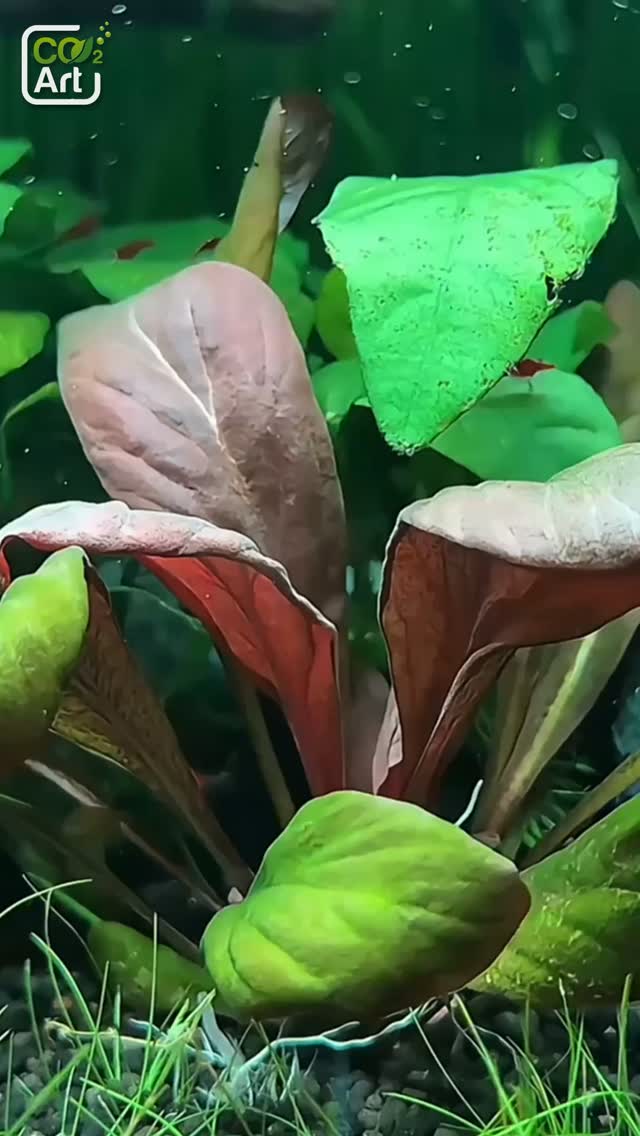 @co2art tarafından Instagram gönderisi
