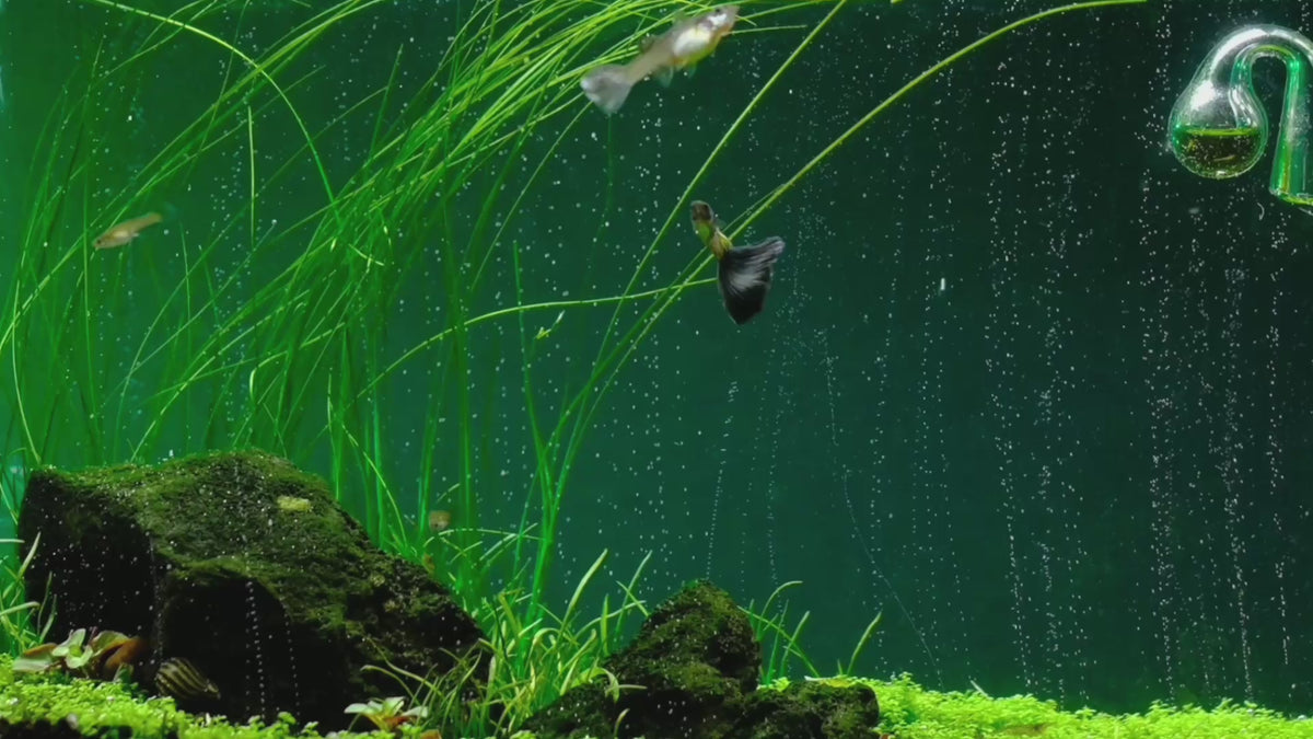 Videoyu yükle: The most advanced CO2 systems for planted aquariums: dual-stage regulators, diffusers and complete kits