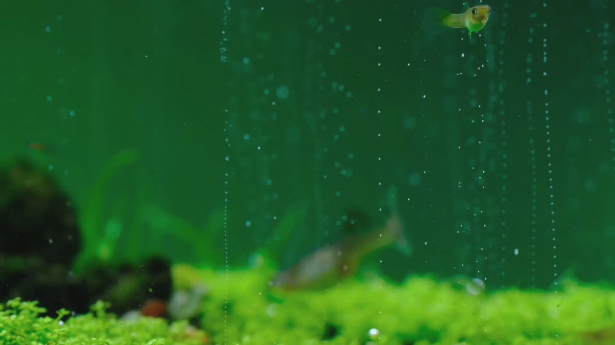Videoyu yükle: Carpets need CO2: low, dense plants filling in under steady CO2